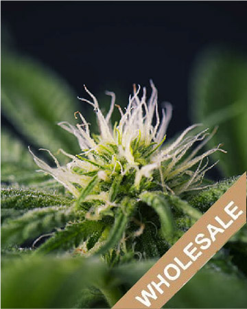 buy wholesale Silver Kush Auto-Flowering Feminized Seeds