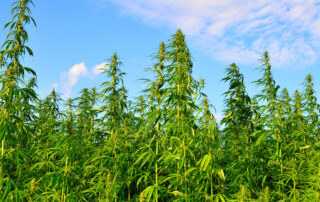 Outdoor cannabis growing on a farm