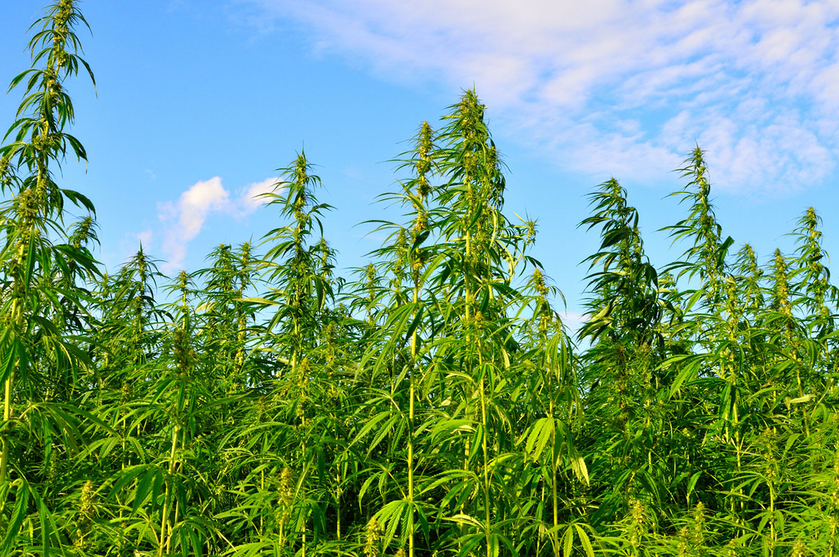 Outdoor cannabis growing on a farm