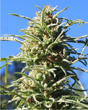 get wholesale Do-Si-Dos Auto-Flowering Feminized Seeds