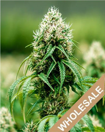 Orange Crush Feminized Cannabis Seeds for sale