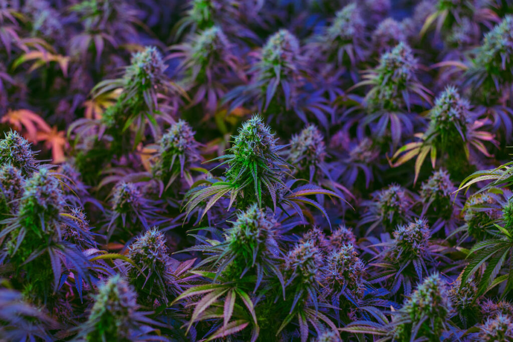 Colorful indoor medical marijuana plants