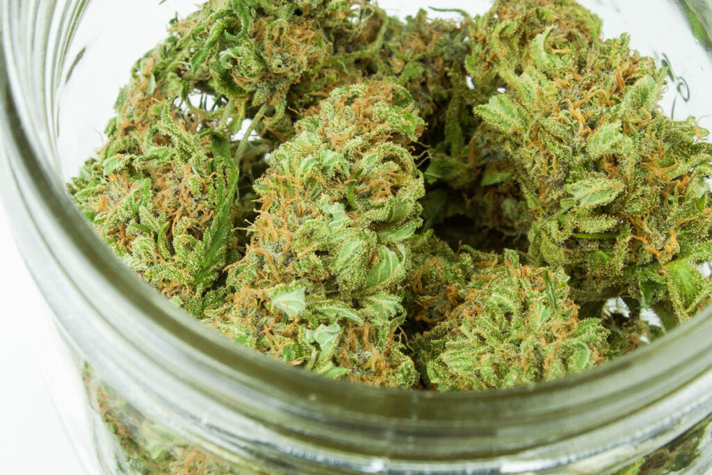 Harvested cannabis flower in a glass jar