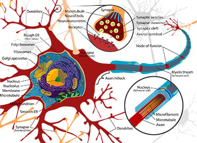 human body nervous system and cannabis