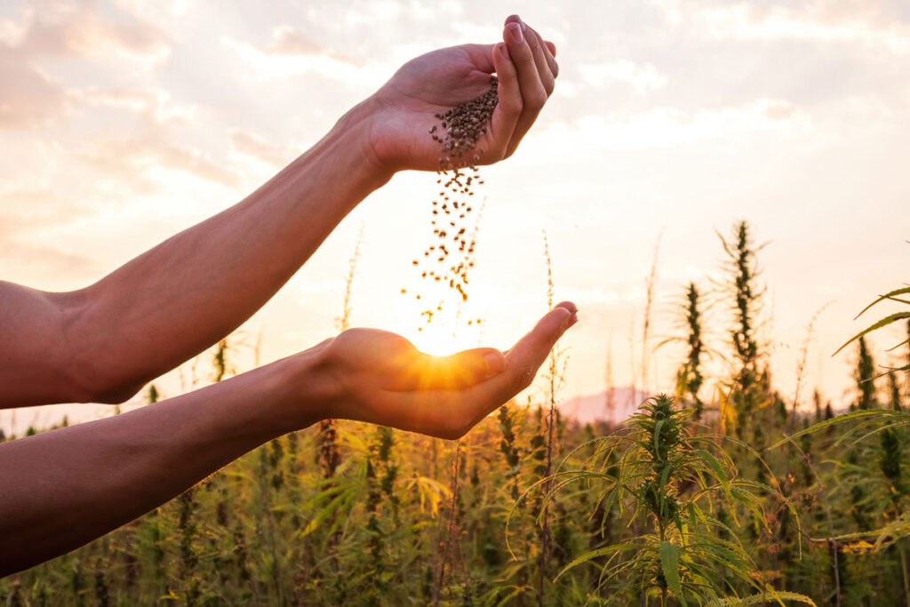 Farmer holding cannabis seeds