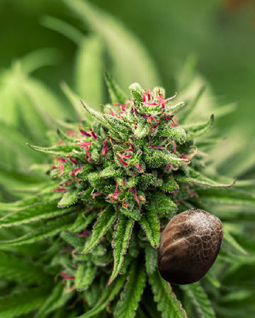 wholesale Lucky Charms Feminized Cannabis Seeds for sale