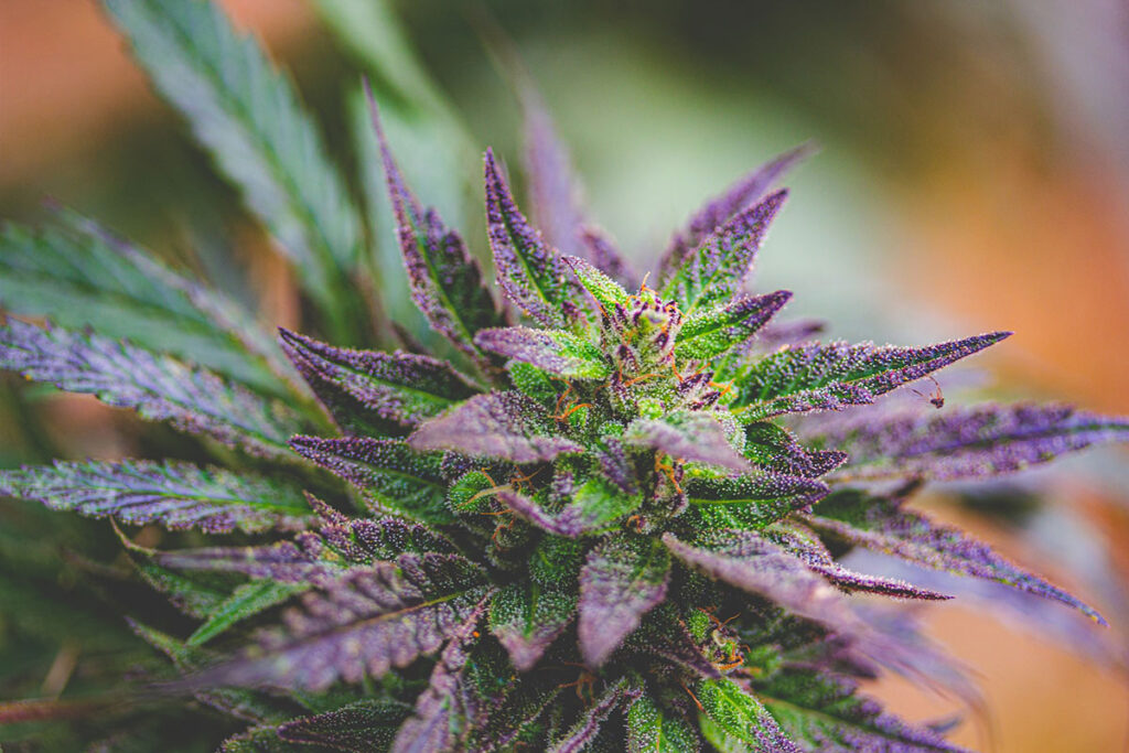 Green and purple cannabis plant