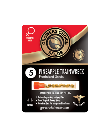 deliver Pineapple Trainwreck Feminized Seed