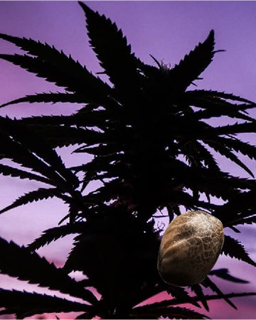 buy wholesale King Kong Feminized Cannabis Seeds on sale