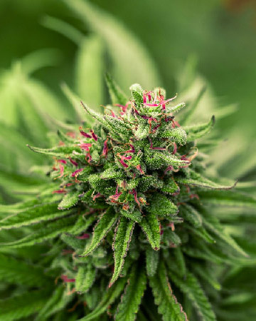 wholesale Lucky Charms Feminized Cannabis Seeds on sale