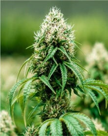 Buy Orange Crush Feminized Cannabis Seeds