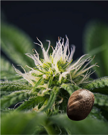 wholesale Silver Kush Auto-Flowering Feminized Seeds for sael