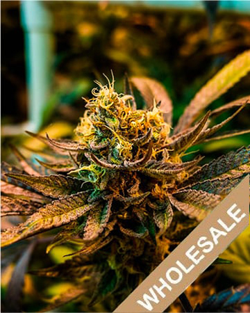 get wholesale White Gold Auto-Flowering Feminized Cannabis Seeds