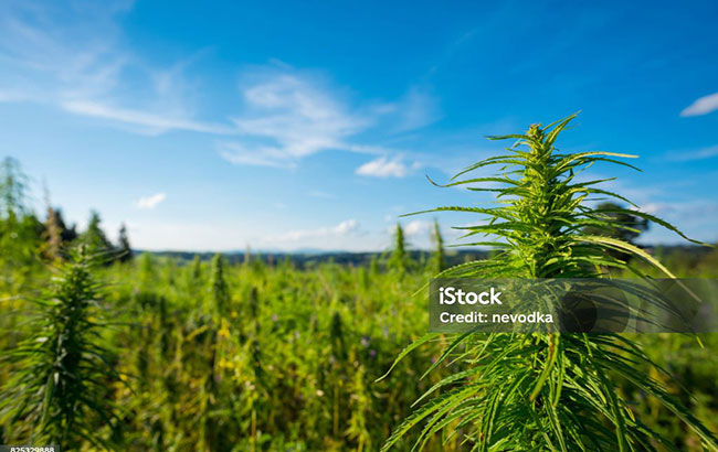 A cannabis farm outside in the sun with the focus on one cannabis plant
