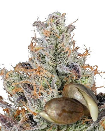 get Green Candy Feminized Seeds