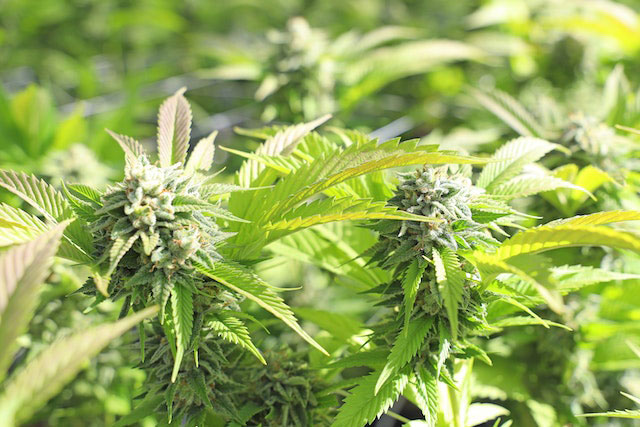 Growing marijuana does not have to break the bank