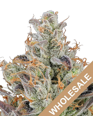order wholesale Moby Dick Feminized Seeds