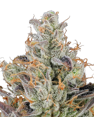 buy wholesale Moby Dick Feminized Seeds