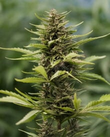 Buy Canna-Tsu Kush Feminized Cannabis Seeds