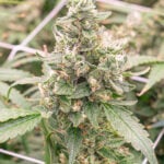 Ripped Bubba Auto
