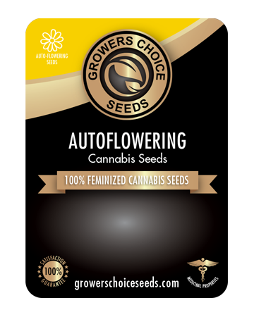 buy Power Kush Auto-Flowering Feminized Seeds