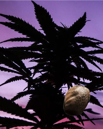 Macro Shot of Apple Fritter Marijuana,