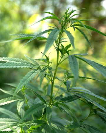 wholesale Power Kush Auto-Flowering Feminized Seeds foe salae