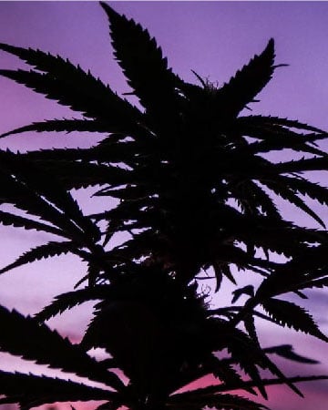 shop wholesale Apple Fritter Feminized Seeds