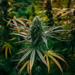Purple Hindu Kush