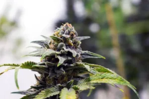 get Buy Marijuana Seeds North Carolina