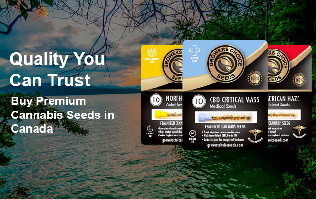 Buy Premium Cannabis Seeds in Canada
