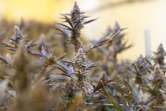 Frosty-looking outdoor cannabis plants