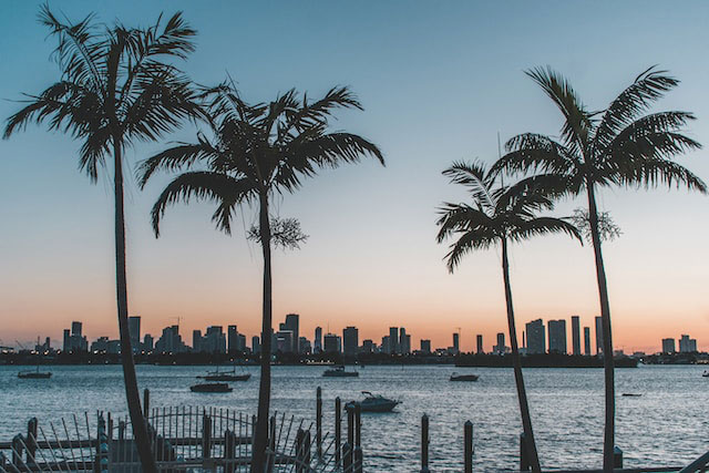 Palm trees against Miami's skyline
