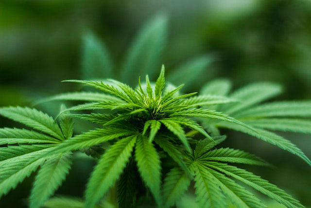 Shallow focus green cannabis plant