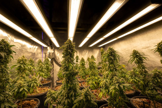 Indoor cannabis plants under lights 