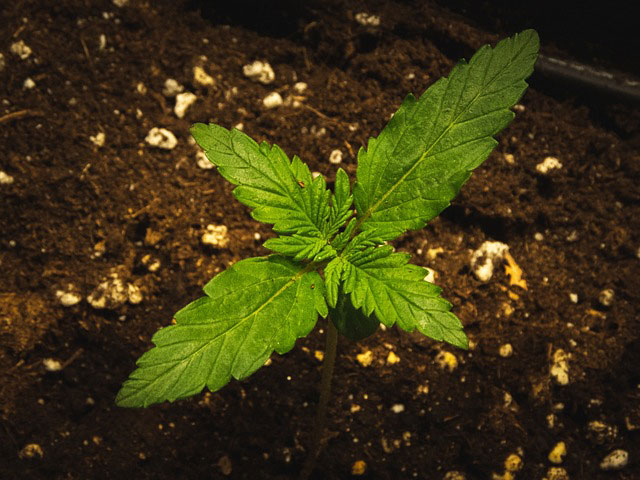 Young cannabis plant in soil