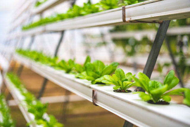 Benefits of hydroponics for your cannabis plants