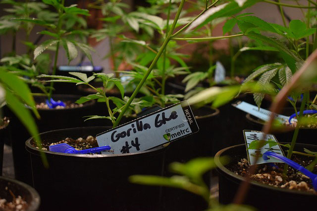 Gorilla Glue cannabis plant in a pot