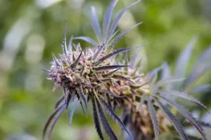 order Marijuana Seeds Montana