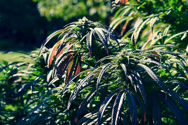 Outdoor cannabis plants in the sunlight