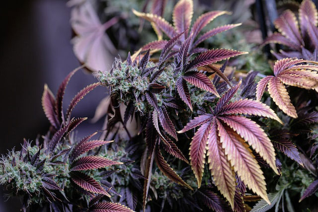 Purple cannabis plants with green accents