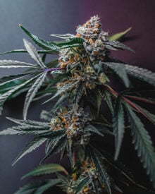 Buy Birthday Cake Kush Feminized Cannabis Seeds