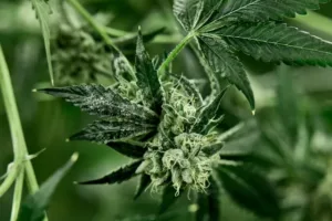 Buy Cannabis Seeds in Virginia