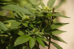 What Does a Dead Marijuana Plant Look Like
