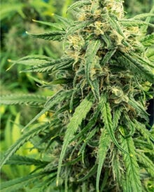 shop-premium-Silver-Haze-Seeds