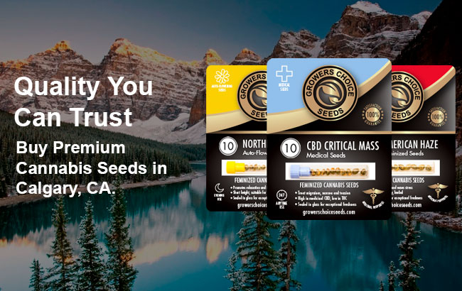Calgary Cannabis Seeds