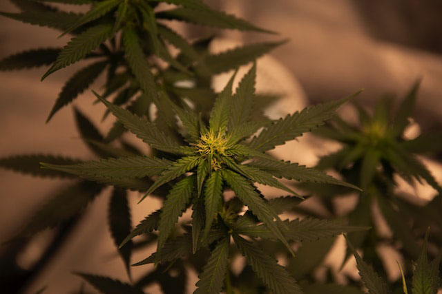 Green cannabis plant in shallow focus