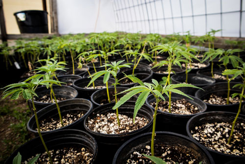 clone your plants to keep the original genetic makeup of your marijuana plants.