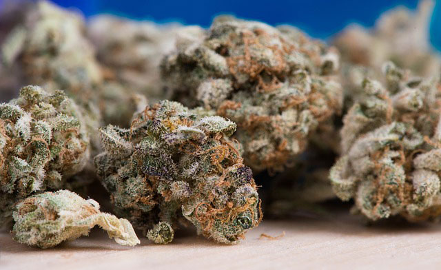 Cannabis buds with orange hairs