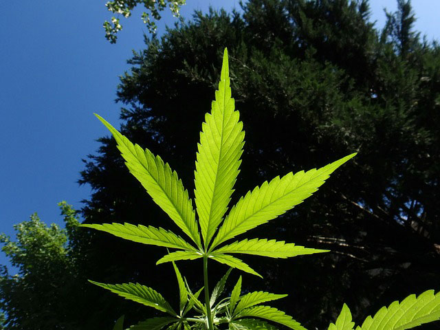 Cannabis leaf against the sky and tree